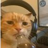 cesarisgoated