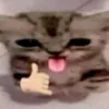 n00b1kk
