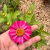 lilypink402
