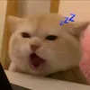 vit_me_ngu84