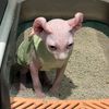 sphynx.nohu