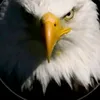 taryguly21