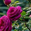 fofo.al.ahmad3