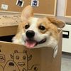 dudupethome1