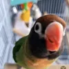hamishthelovebird