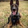 dog.k9
