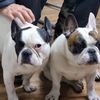 Frenchbulldogfighter