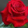 yaallahmadadyaall90