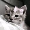 sidraell29_