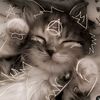 catslover01507