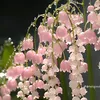 thyanh5870