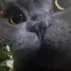 sinalaly