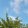 newsincan222