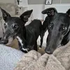 Oscar&BonBon