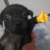 frijol_quemado7