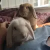 nugget.the.rabbit3