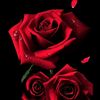 meenu4977