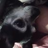 jaxrabbit51