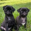 Pepita and Chia 🐾