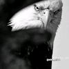hosni4448