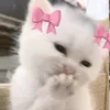 jumanaal_747