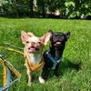 chihuahua puppies