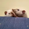 Remí & Milton