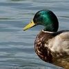 luckyducky8888