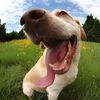 animaltracking0229