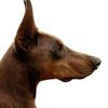 vkkennel
