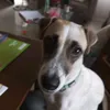 chilidogswastaken