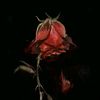 .al_malki2
