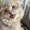น้องแฮปปี้  ʜᴀᴘᴘʏ ᴄᴀᴛ