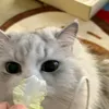 tieubaoyeusaurieng