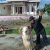 juragan.domba5