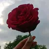 uyttk19992