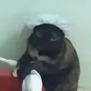 _soiochisono_