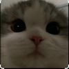 allo.iniraa17