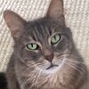 liamcattok