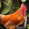 runningchickendaily