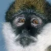 mount.vervet