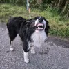 grace.the.dogg