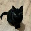 nignt_wld_cat