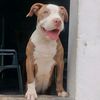 alana.la.pitbull
