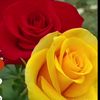 user29503746199520