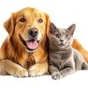 petslovers1.1
