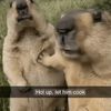 djdj123_monkey