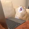 urlocalboolworm