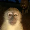 kilwsjsondw
