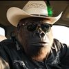 Gordos El Gorilla Chingon
